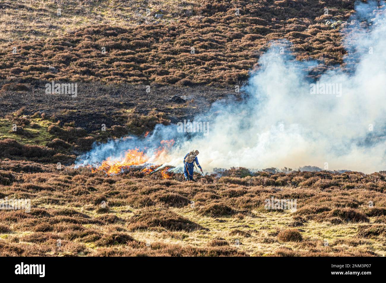 The controlled burning of heather moorland (swailing or muirburn) on the slopes of Sgor Mor south of Braemar, Aberdeenshire, Scotland UK Stock Photo