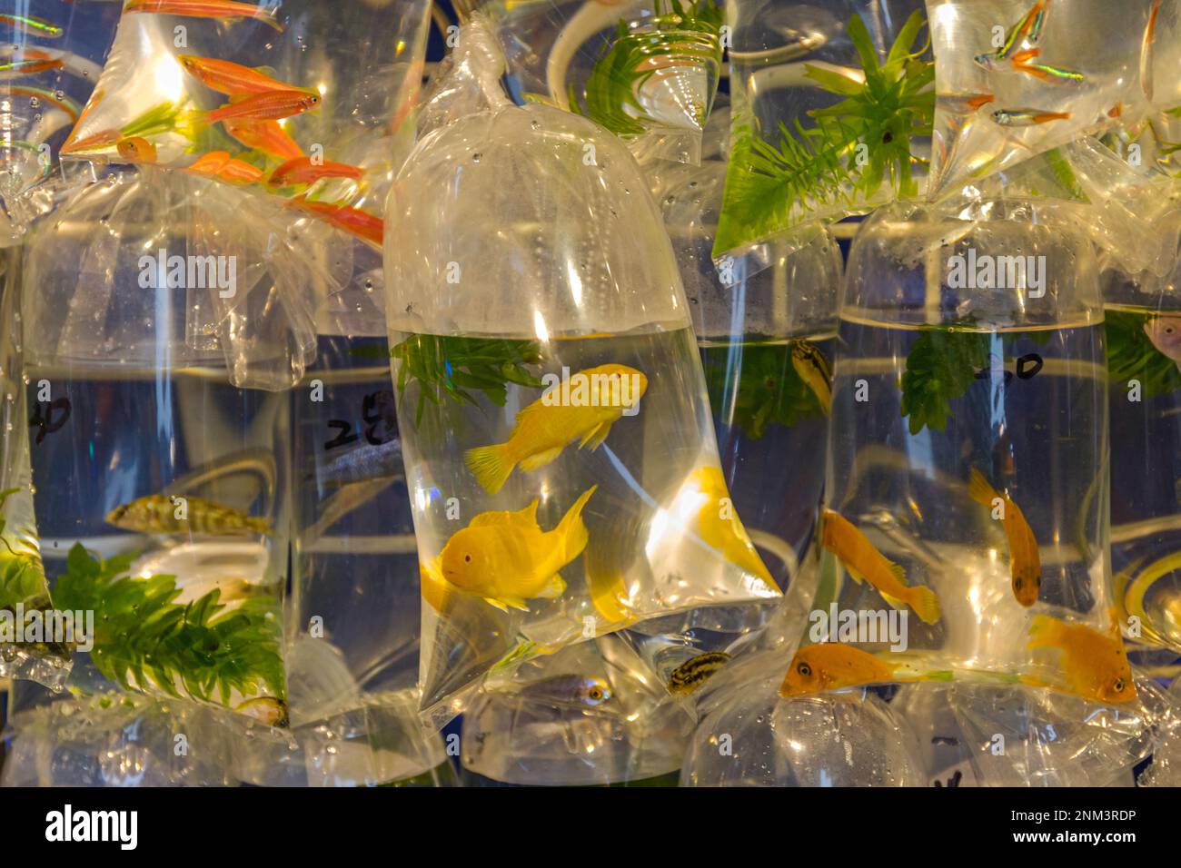 Pet shop in hong kong hires stock photography and images Alamy