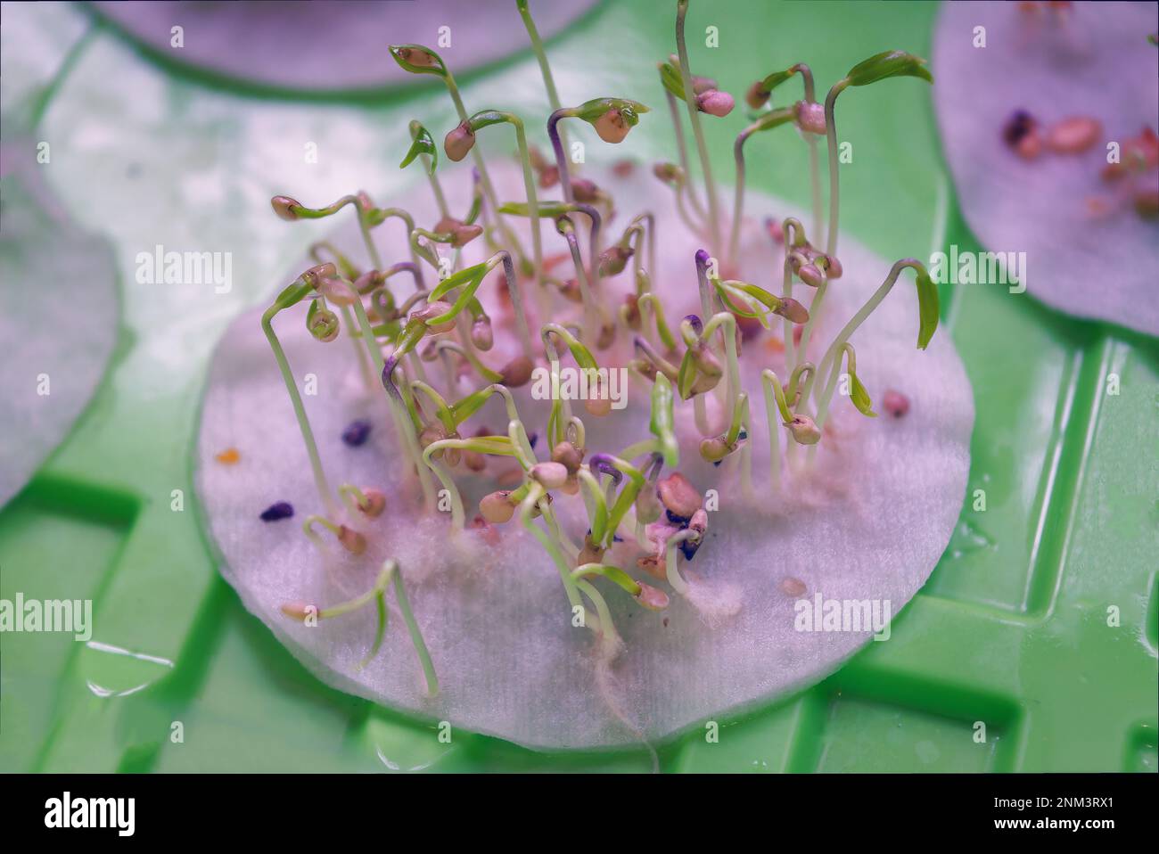 Seed sprouts of hot decorative pepper on a cotton pad. Stock Photo