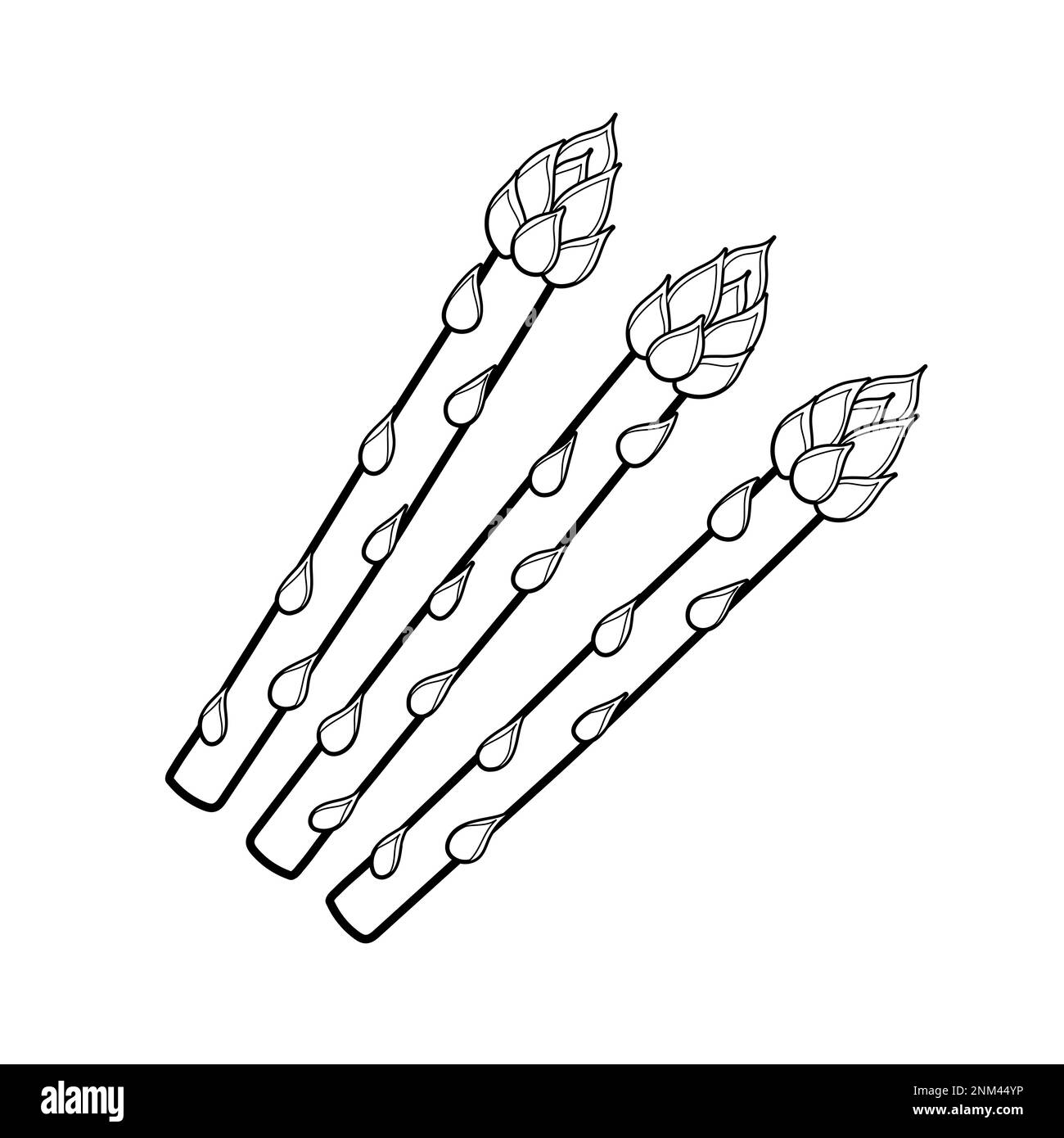 Asparagus coloring page for adults and kids. Black and white print with asparagus Stock Vector