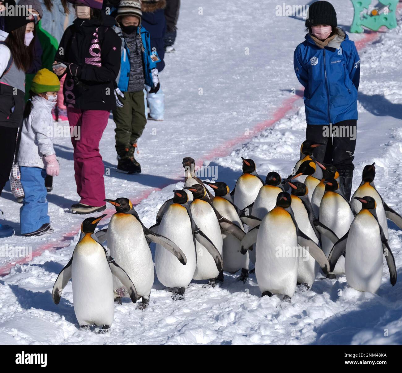 Penguin walk exercise sales