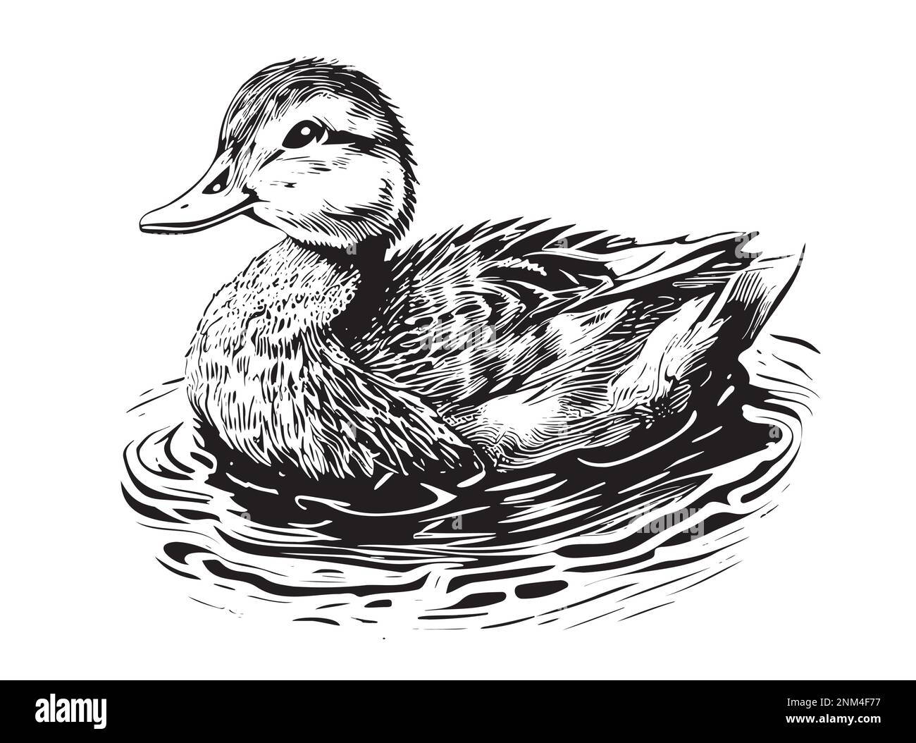 Duck swimming sketch painted vector illustration hunting birds Stock Vector