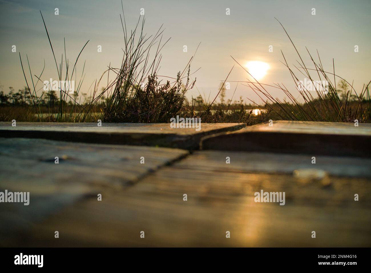 A drone photo of expansive summer swamps with winding streams, tall ...