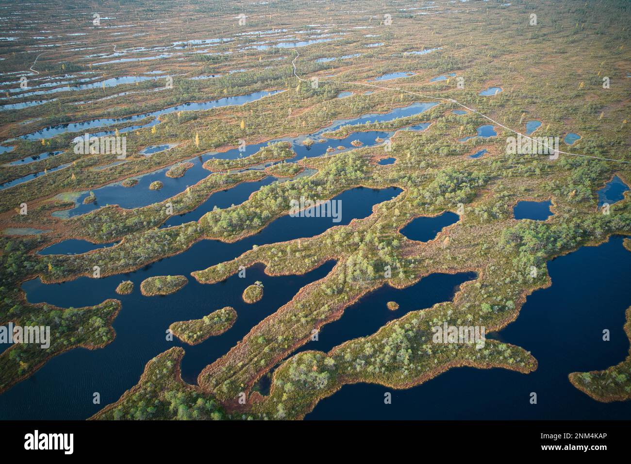 A drone photo of expansive summer swamps with winding streams, tall