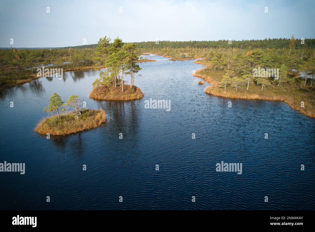 A drone photo of expansive summer swamps with winding streams, tall ...
