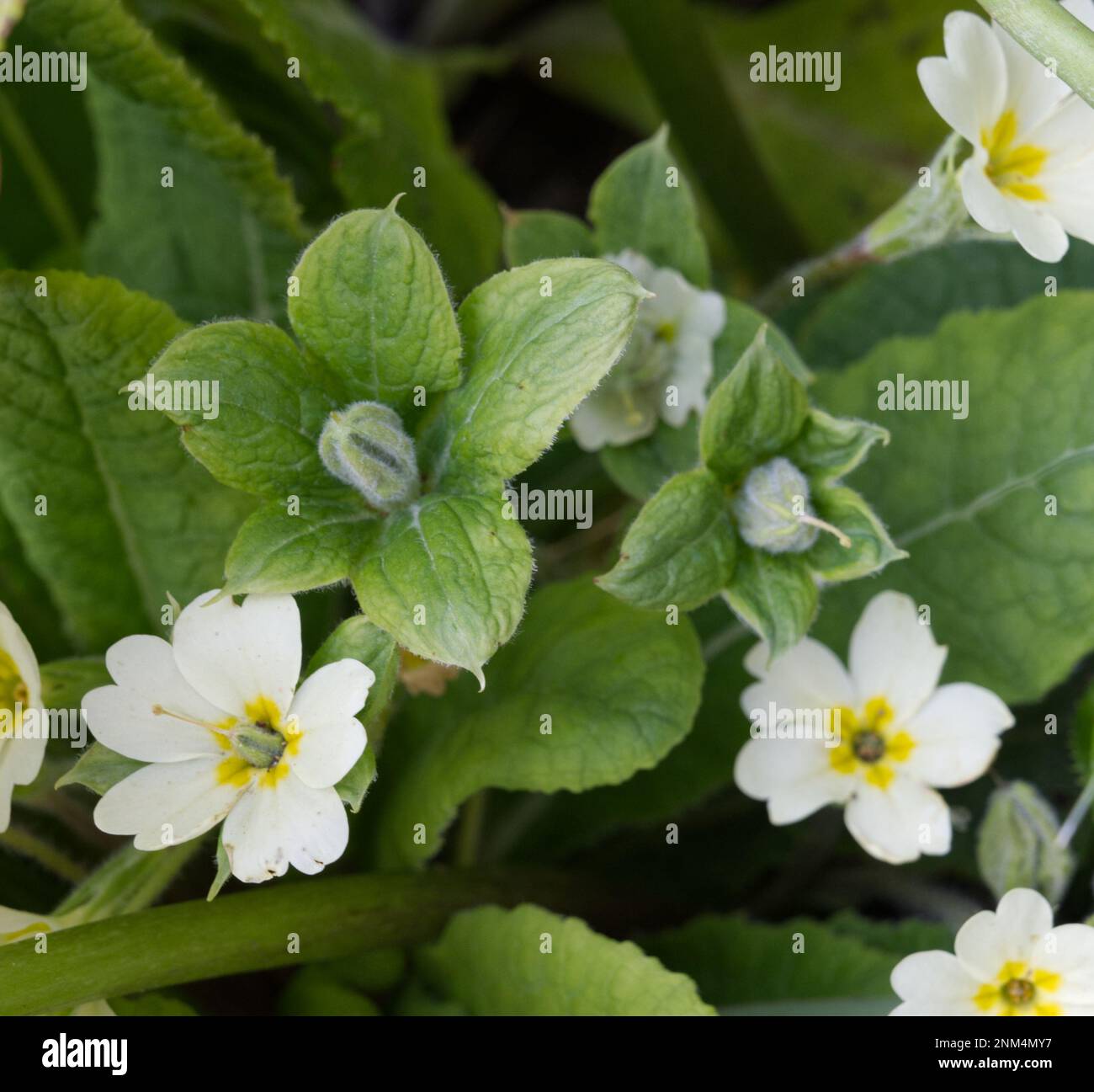 An unusual 'Jack in the green' variant of spring primrose, Primula vulgaris, with a green ruff to the flowers. UK meadow garden April Stock Photo