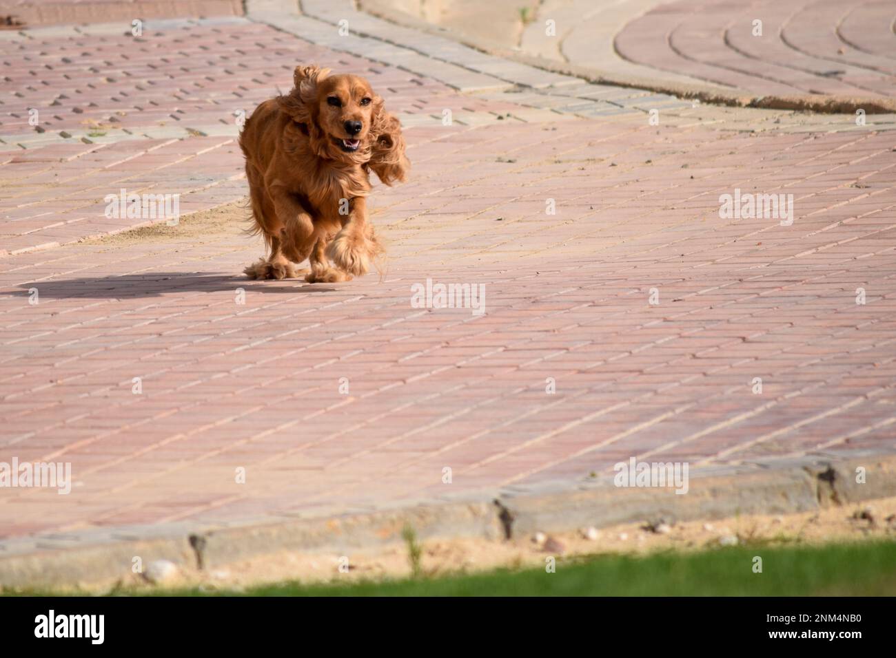 Cute cocker spaniel dog running on pavement Stock Photo Alamy