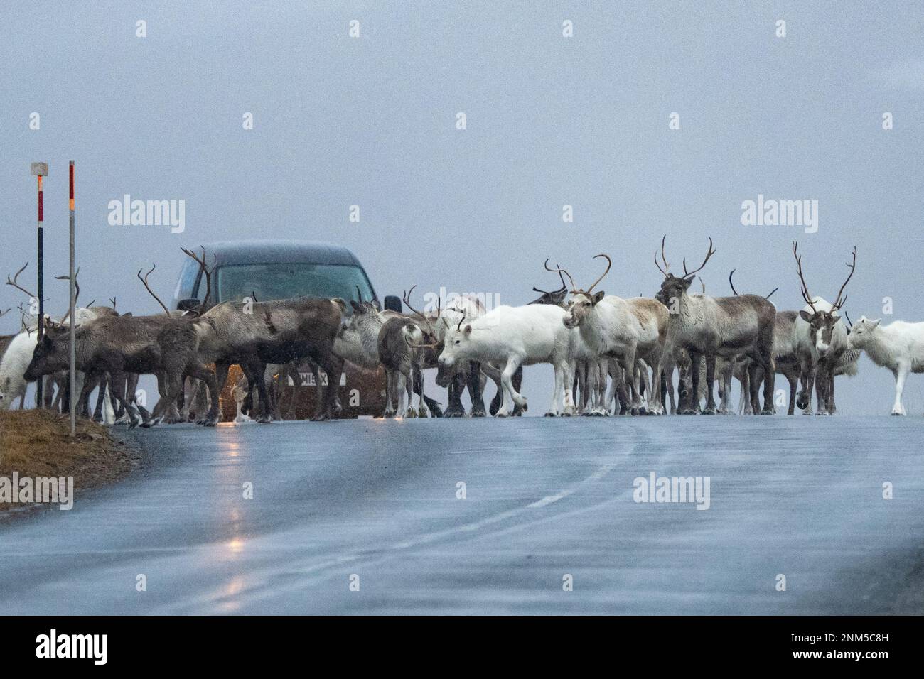 Cairngorm Mountain, Scottish Highlands, UK. 24th Feb, 2023. UK weather - after a day on the slopes at Cairngorm Mountain ski resort, skiiers were blocked from leaving for a moment as the herd of free ranging reindeer slowly crossed the road to reach grazing on the other side Credit: Kay Roxby/Alamy Live News Stock Photo