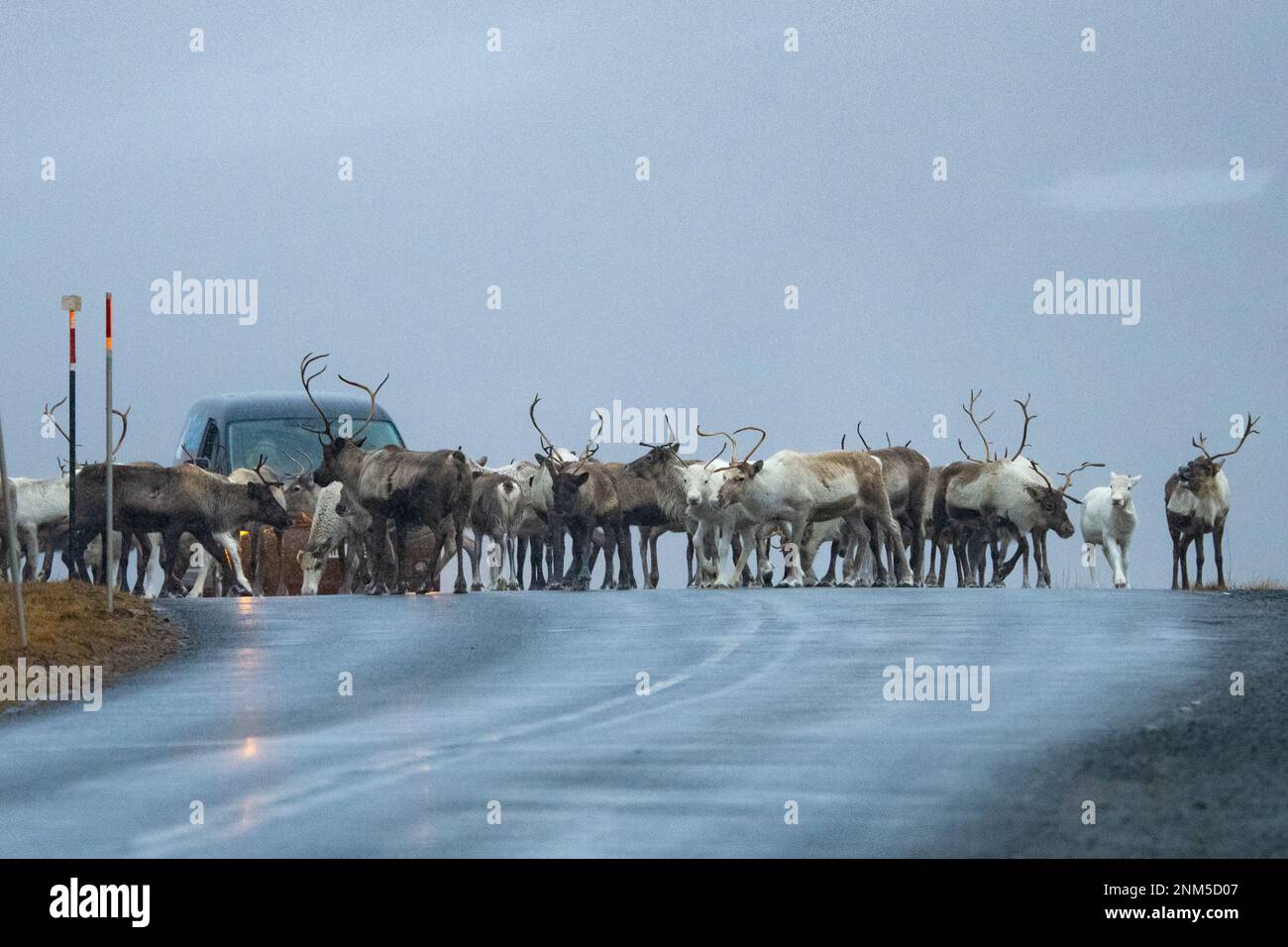 Cairngorm Mountain, Scottish Highlands, UK. 24th Feb, 2023. UK weather - after a day on the slopes at Cairngorm Mountain ski resort, skiiers were blocked from leaving for a moment as the herd of free ranging reindeer slowly crossed the road to reach grazing on the other side Credit: Kay Roxby/Alamy Live News Stock Photo