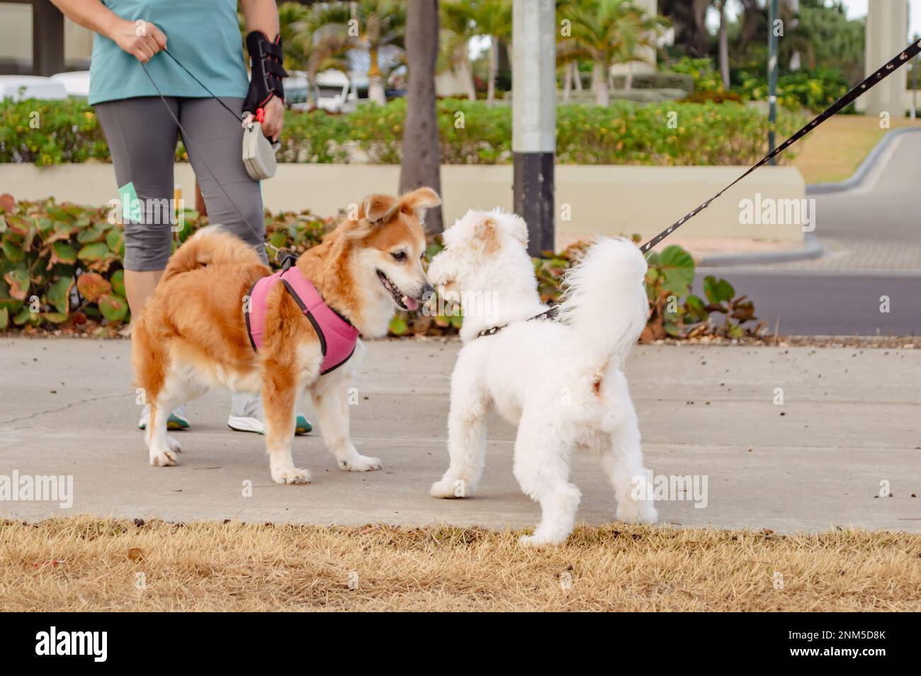 Two dogs meet in the street, Walking dogs. woman doing sport with her dog Stock Photo Alamy