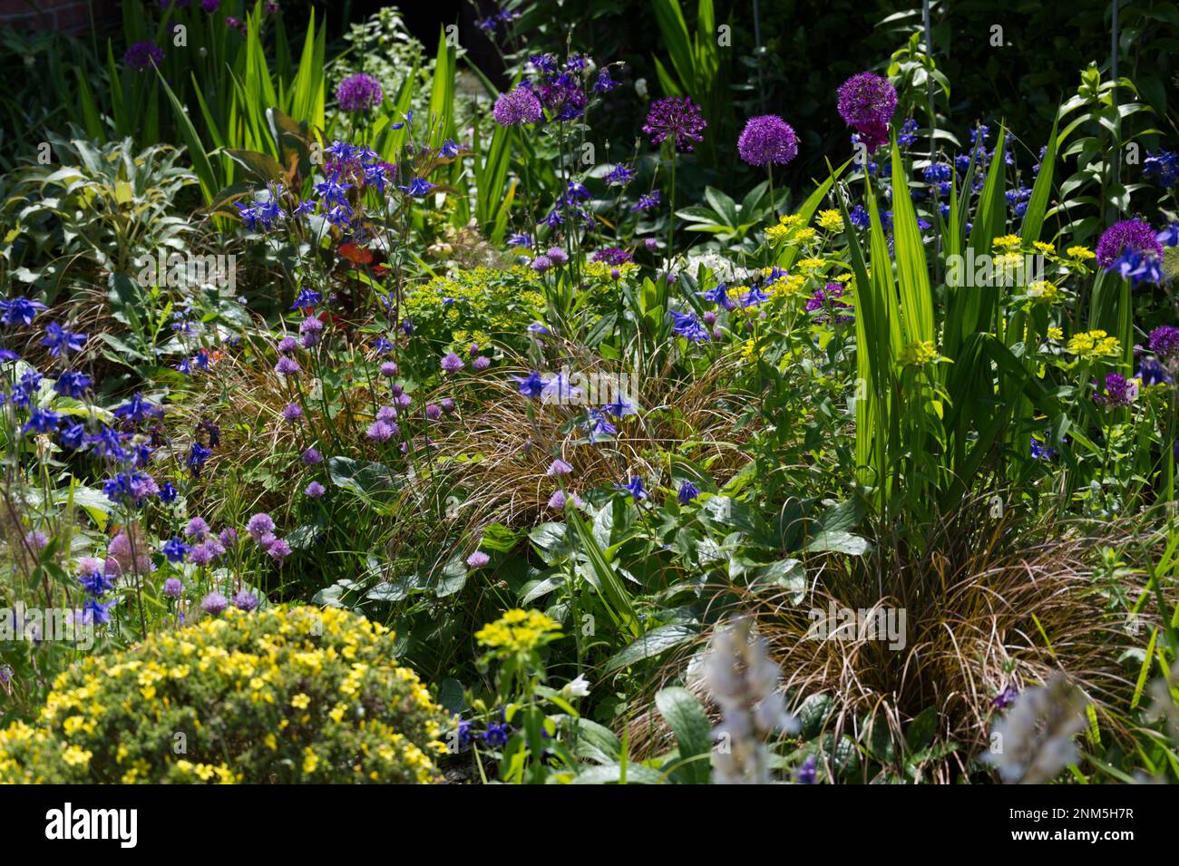 summer border with alliums, euphorbia, aquilegia, chives, bronze carex and many others UK June Stock Photo