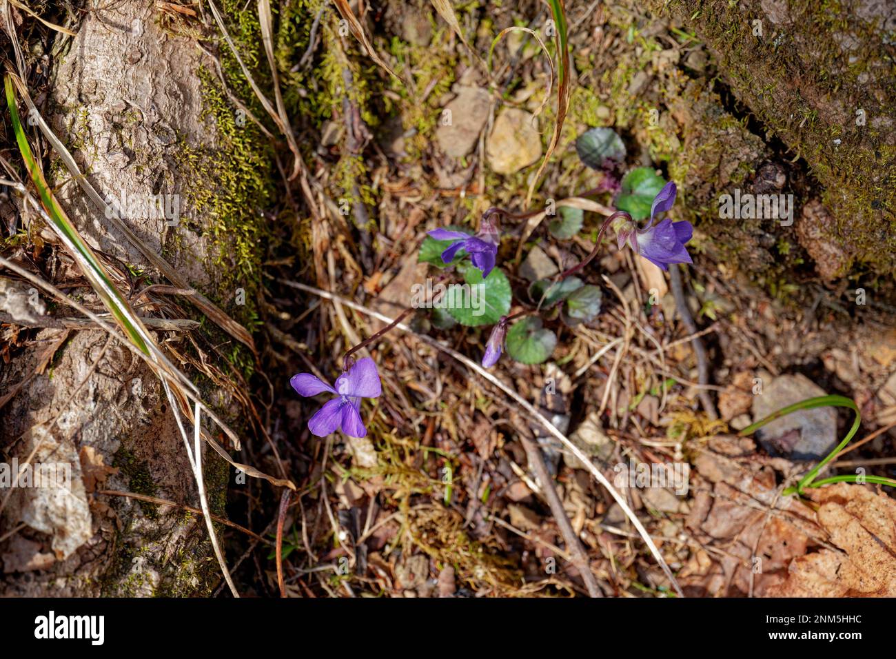 Bright purple viola flowers with round foliage in bloom growing alongside a base of a tree in the forest in late wintertime a first sign of spring Stock Photo