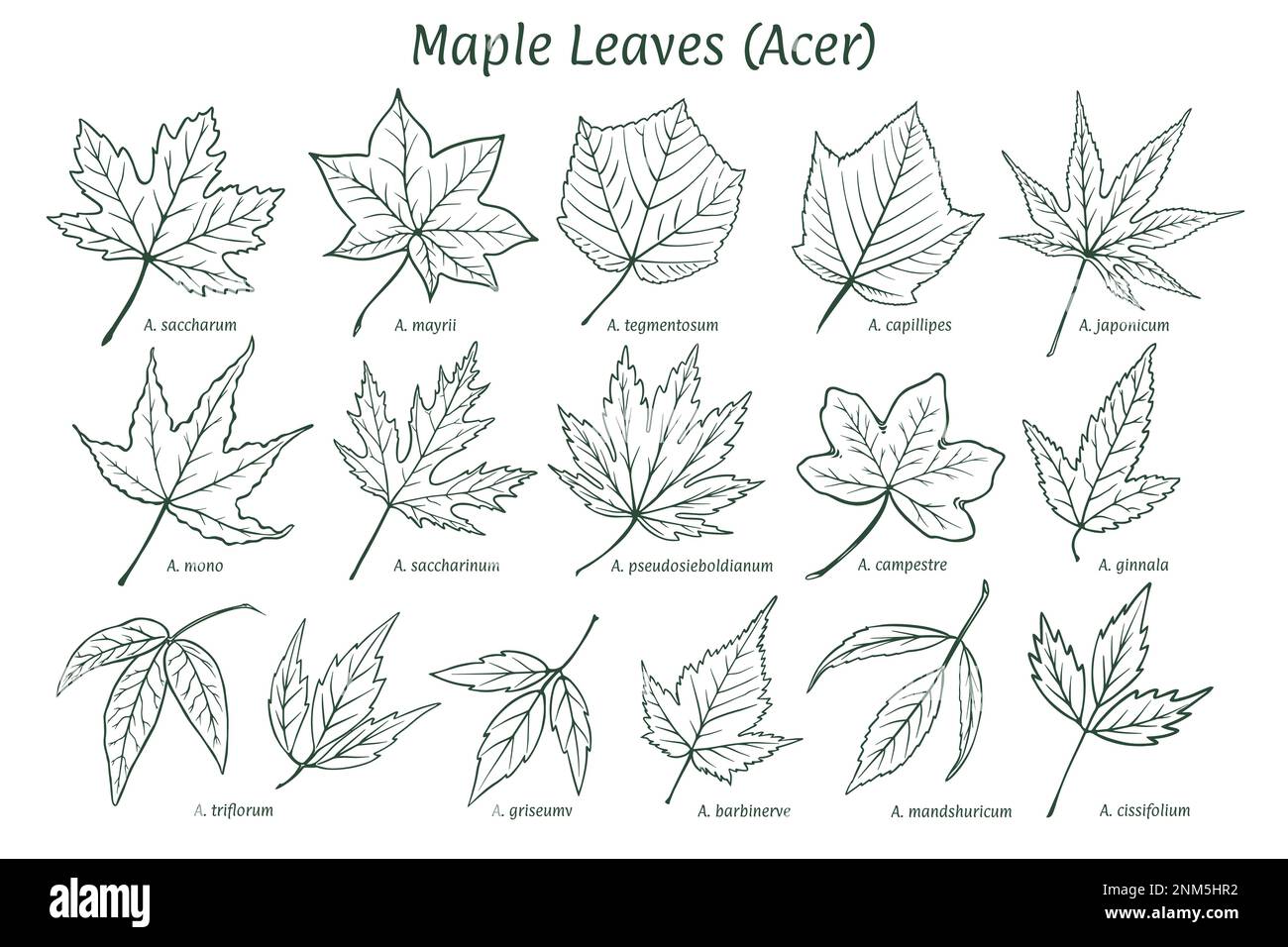 a-f. Qualea multiflora – a. nodal region; b. leaf; c. inflorescence;... |  Download Scientific Diagram