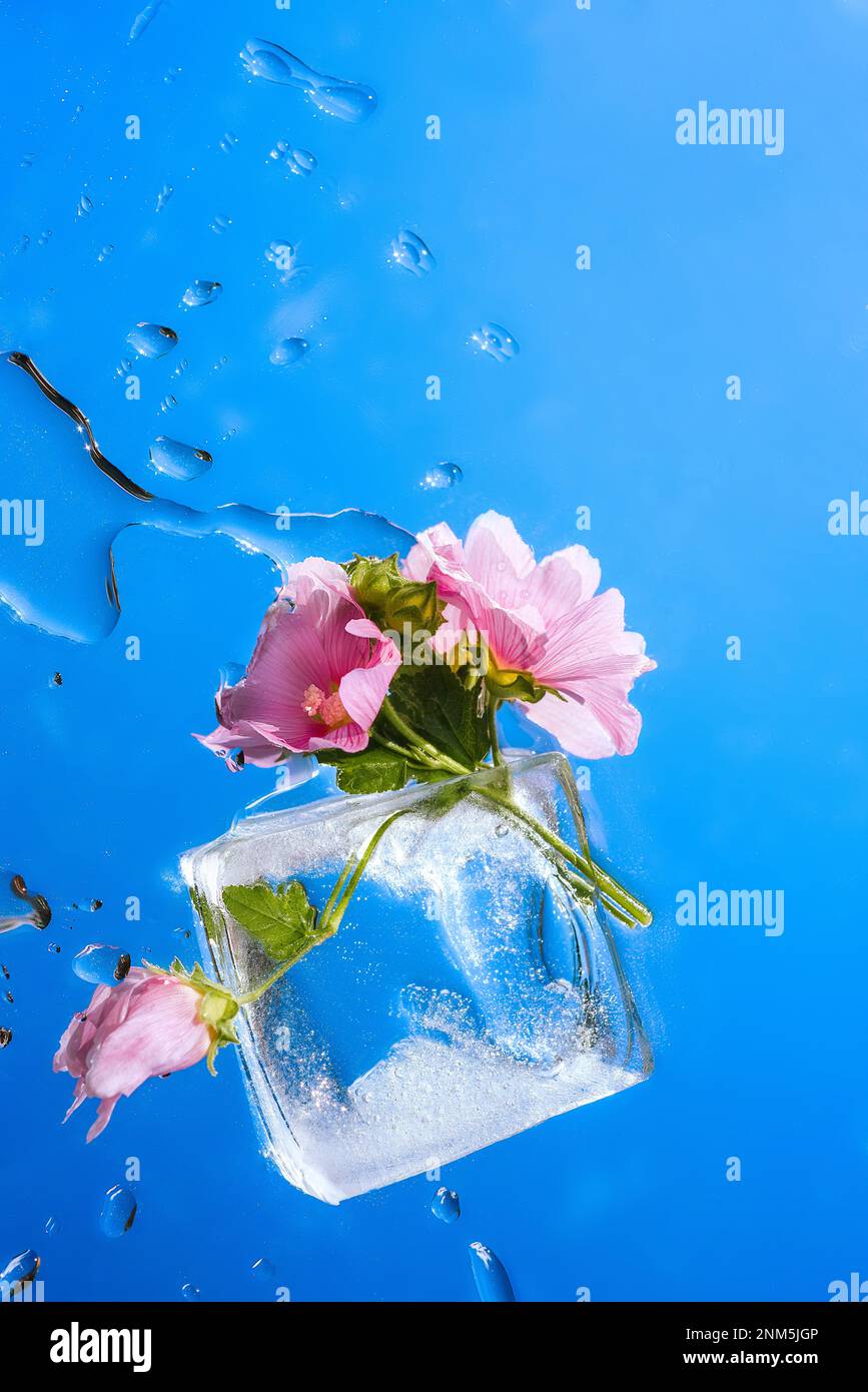 Abstract background with flowers in ice and drops on glass, bright colors. Organic backdrop with flowering and spring rebirth. Beauty concept of cryop Stock Photo