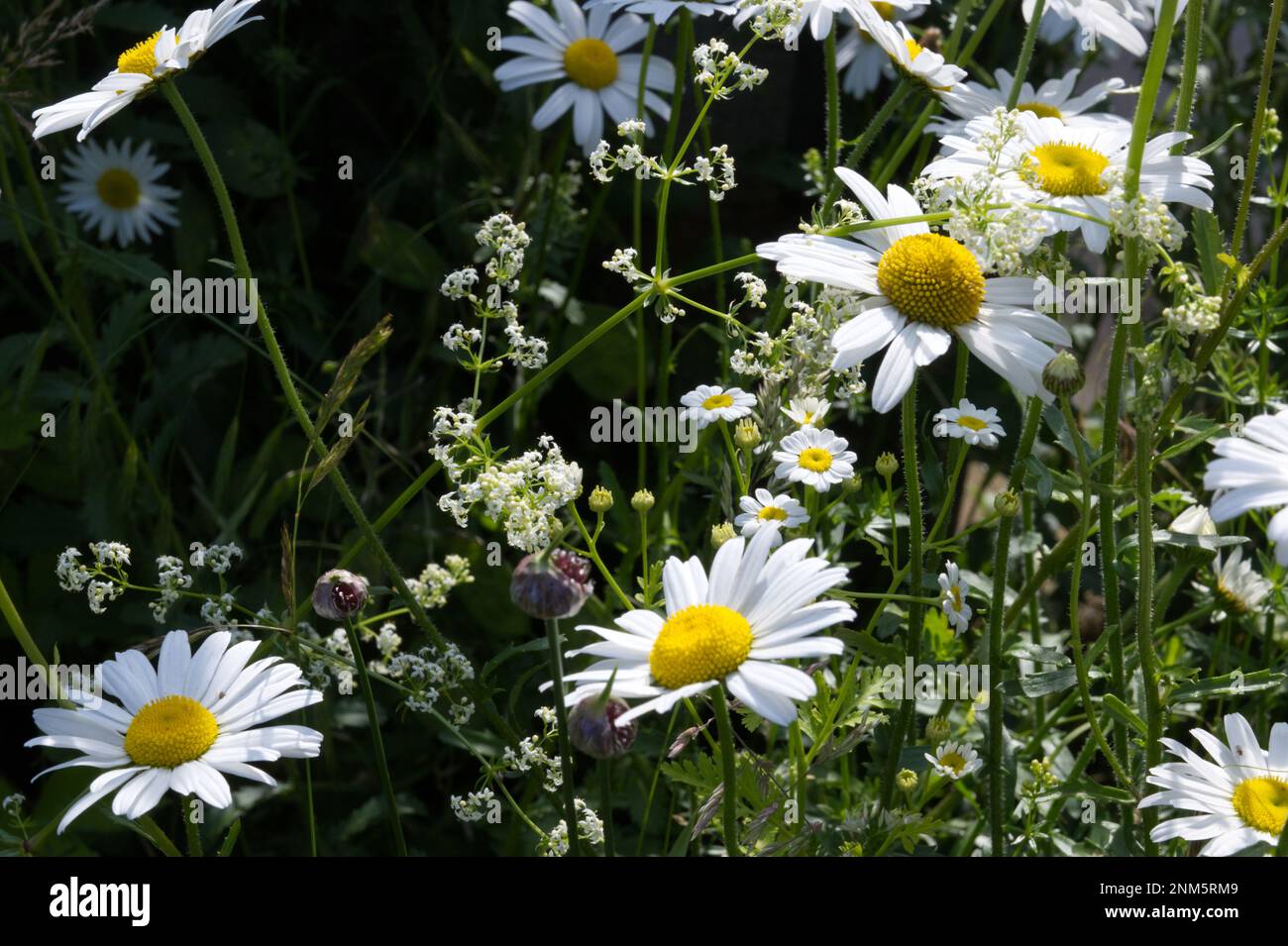 Detail of summer meadow with white bedstraw Galium album, ox-eye daisy, Chrysanthemum leucanthemum and Allium vineale UK June Stock Photo