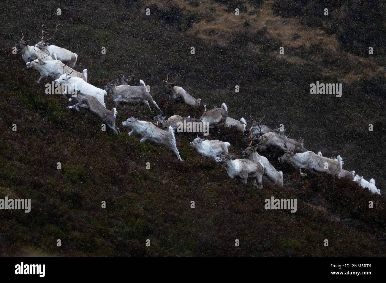 Cairngorm Mountain, Scottish Highlands, UK. 24th Feb, 2023. UK weather - the herd of free ranging reindeer bound up the hillside during a flurry of snow close by Cairngorm Mountain Ski Resort Credit: Kay Roxby/Alamy Live News Stock Photo