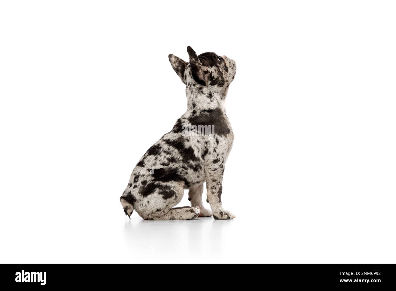 Catahoula french bulldog 2025