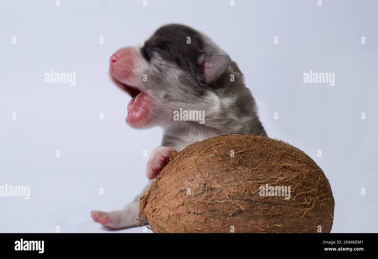 Ten days old excellent puppies of the Welsh Corgi Pembroke; is isolated on a white background, studio Stock Photo