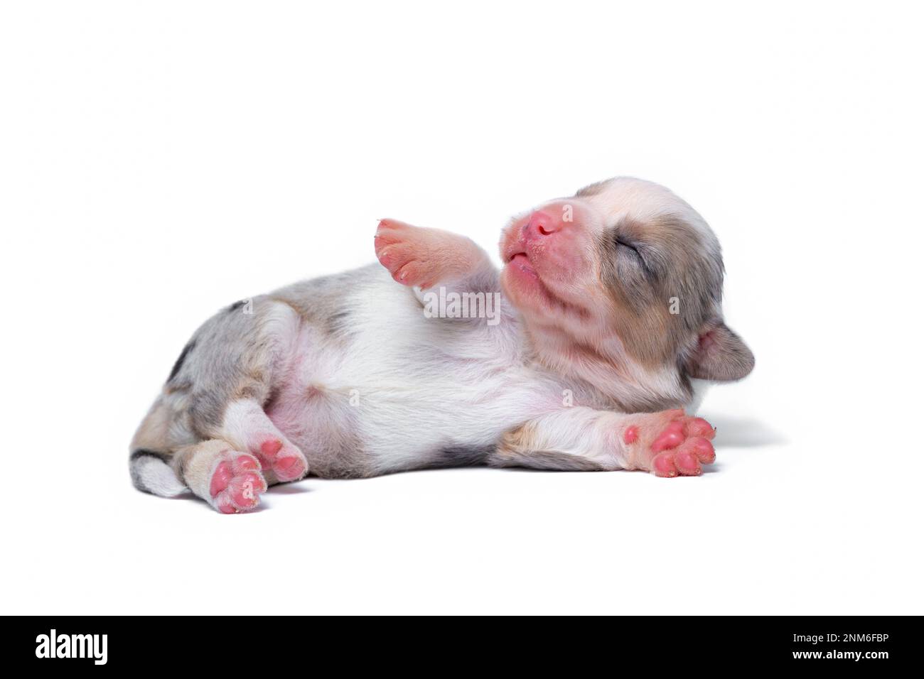 Ten days old excellent puppies of the Welsh Corgi Pembroke; is isolated on a white background, studio Stock Photo