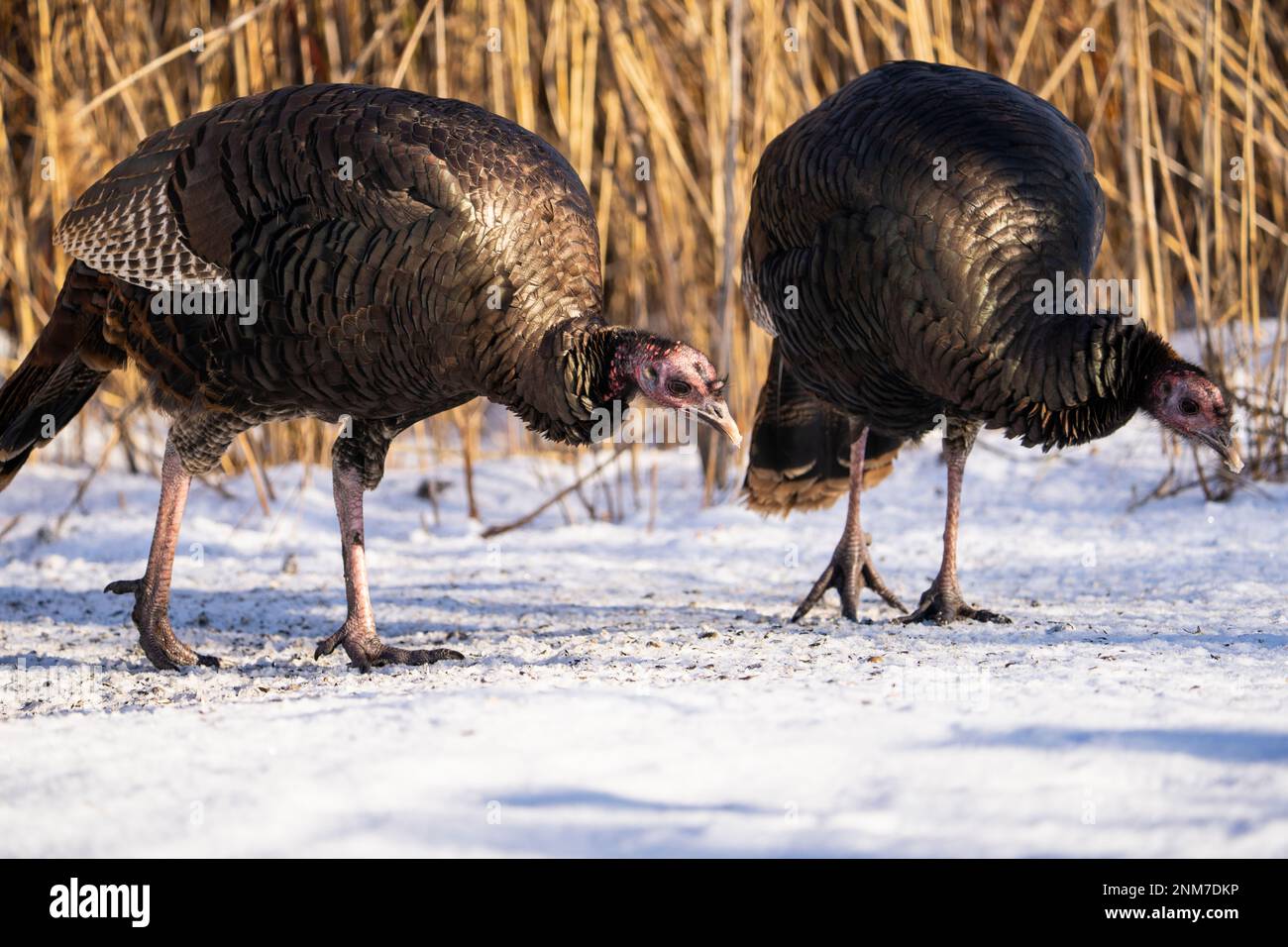 Wild turkey feeding on the ground in a city park in Canada. Stock Photo