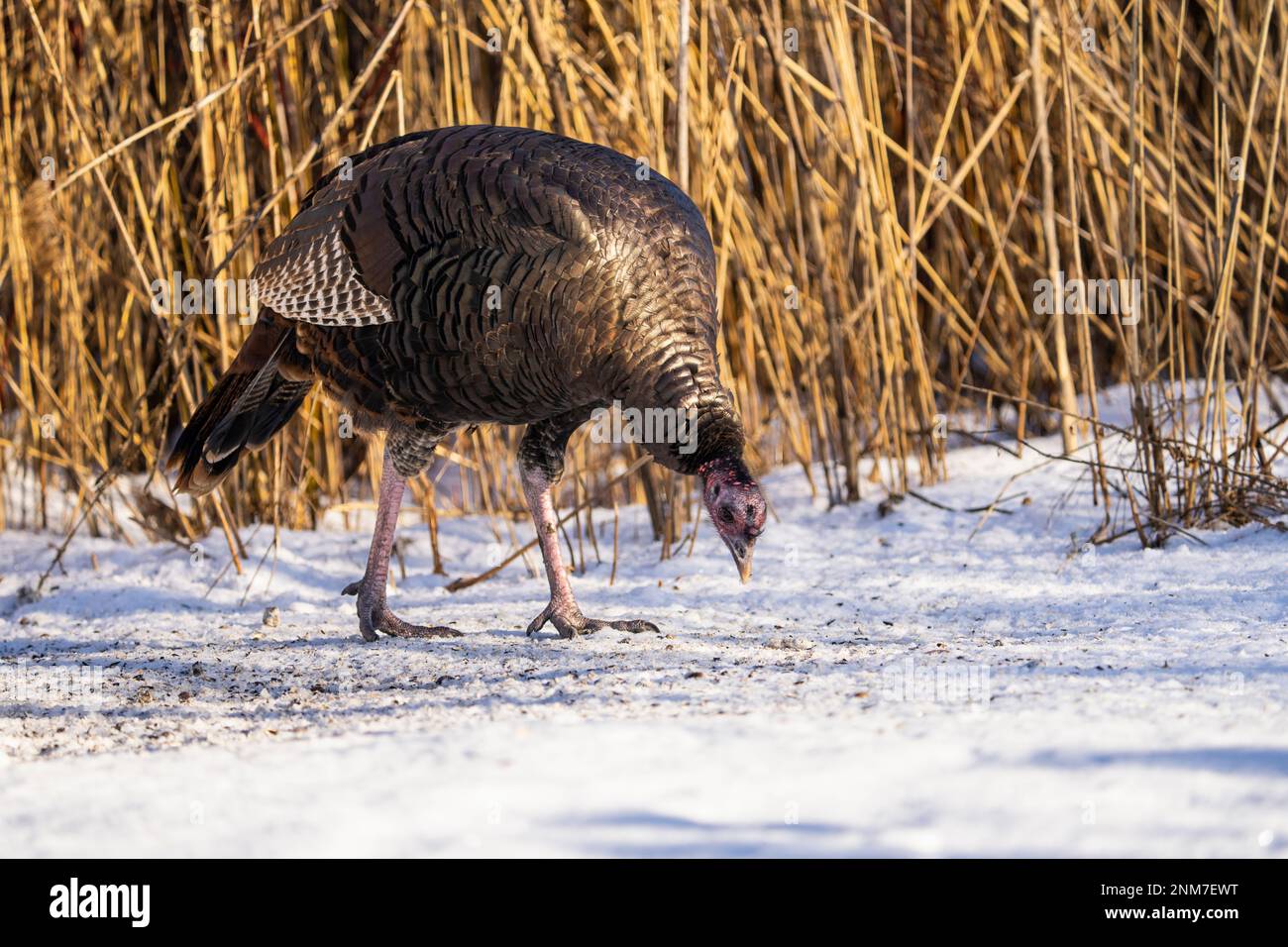 Wild turkey feeding on the ground in a city park in Canada. Stock Photo