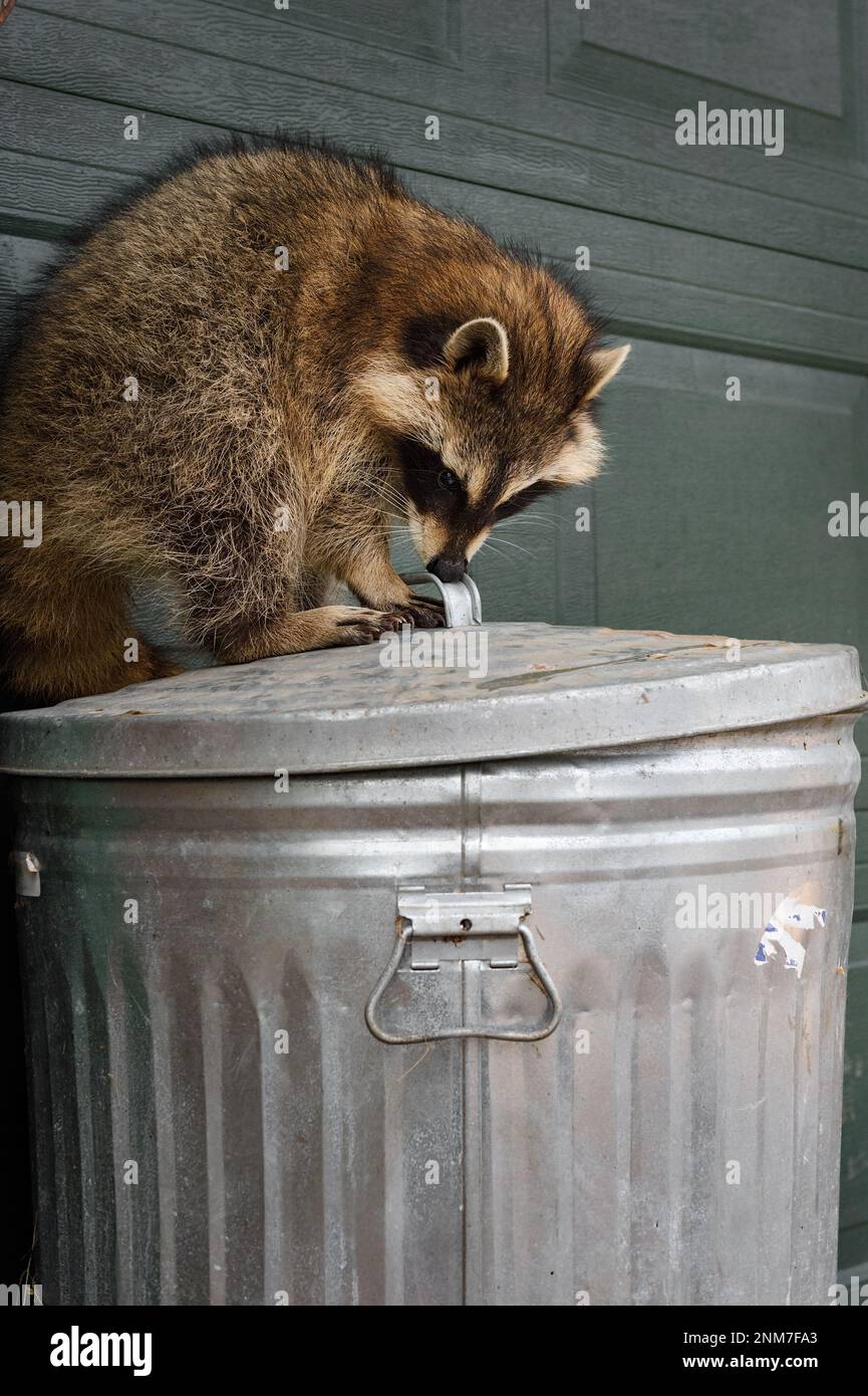 Raccoon (Procyon lotor) Sniffs at Trash Can Lid Autumn - captive animal Stock Photo