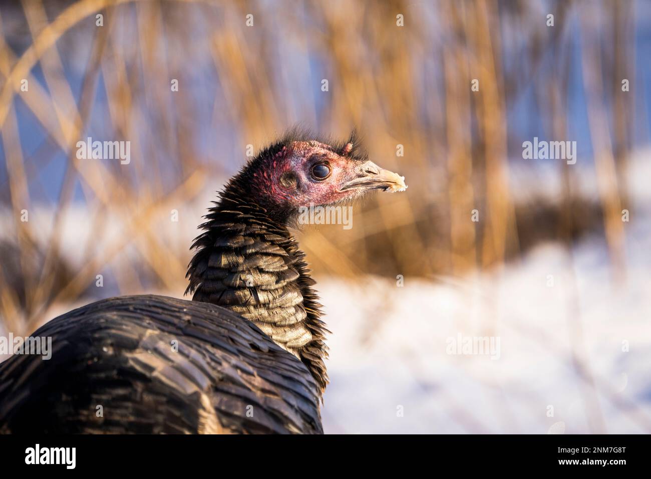 Close up of Wild turkey in a city park in Montreal. Stock Photo