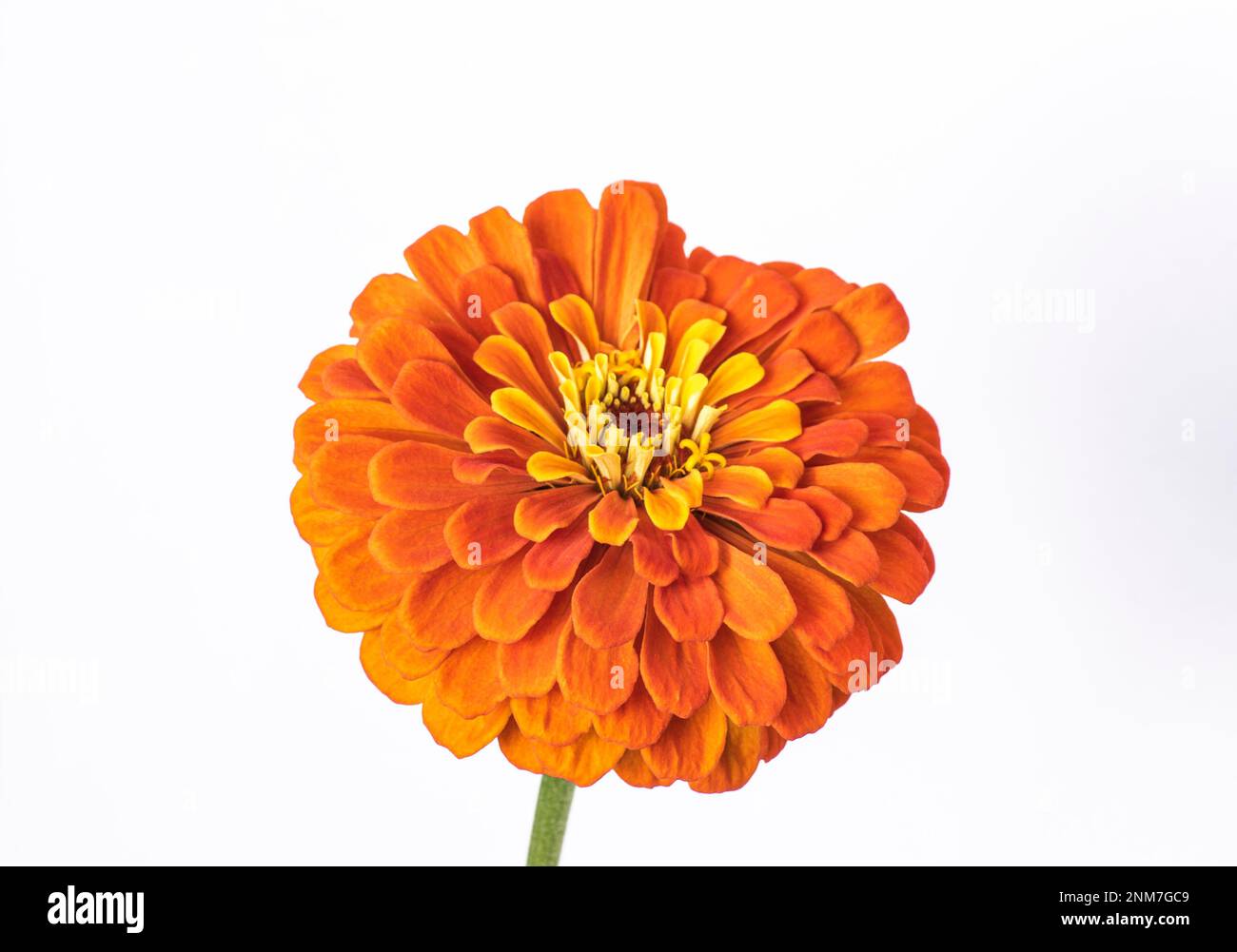 Zinnia elegans  known as youth-and-age, common zinnia or elegant zinnia. Stock Photo