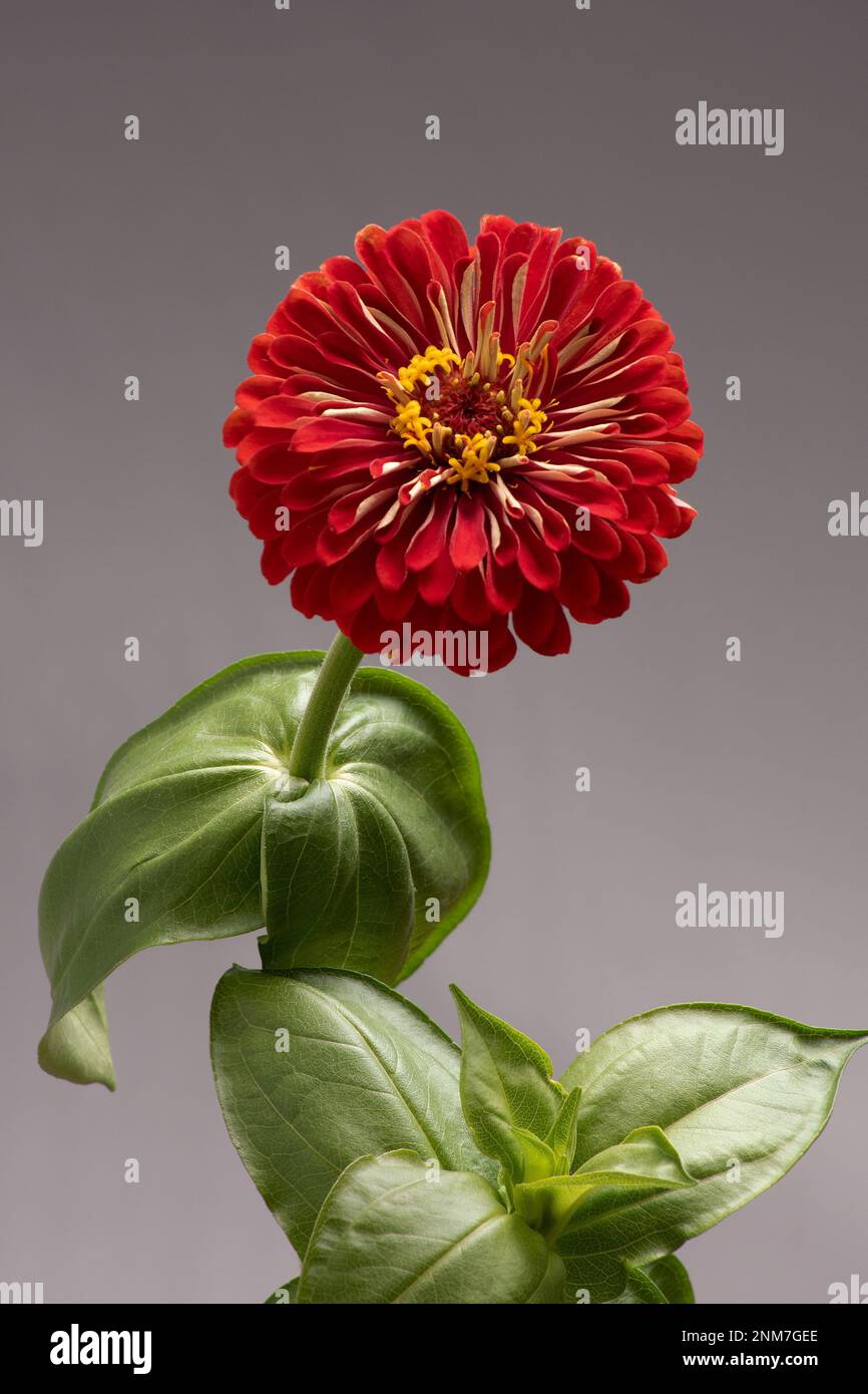 Zinnia elegans  known as youth-and-age, common zinnia or elegant zinnia. Stock Photo