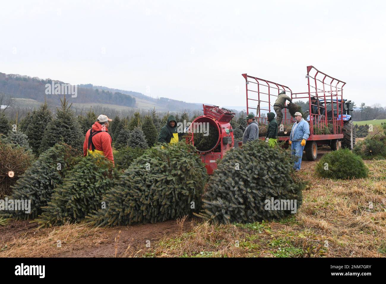 Employees feed trees through a baler at JC Hill Tree Farm in Orwigsburg