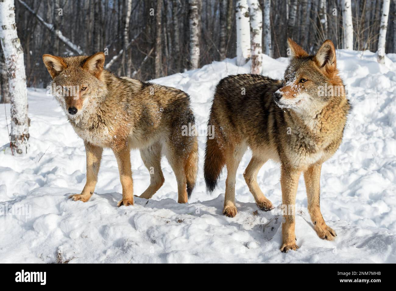 Two Coyotes (Canis latrans) Stand Side by Side Near Woods Winter - captive animals Stock Photo