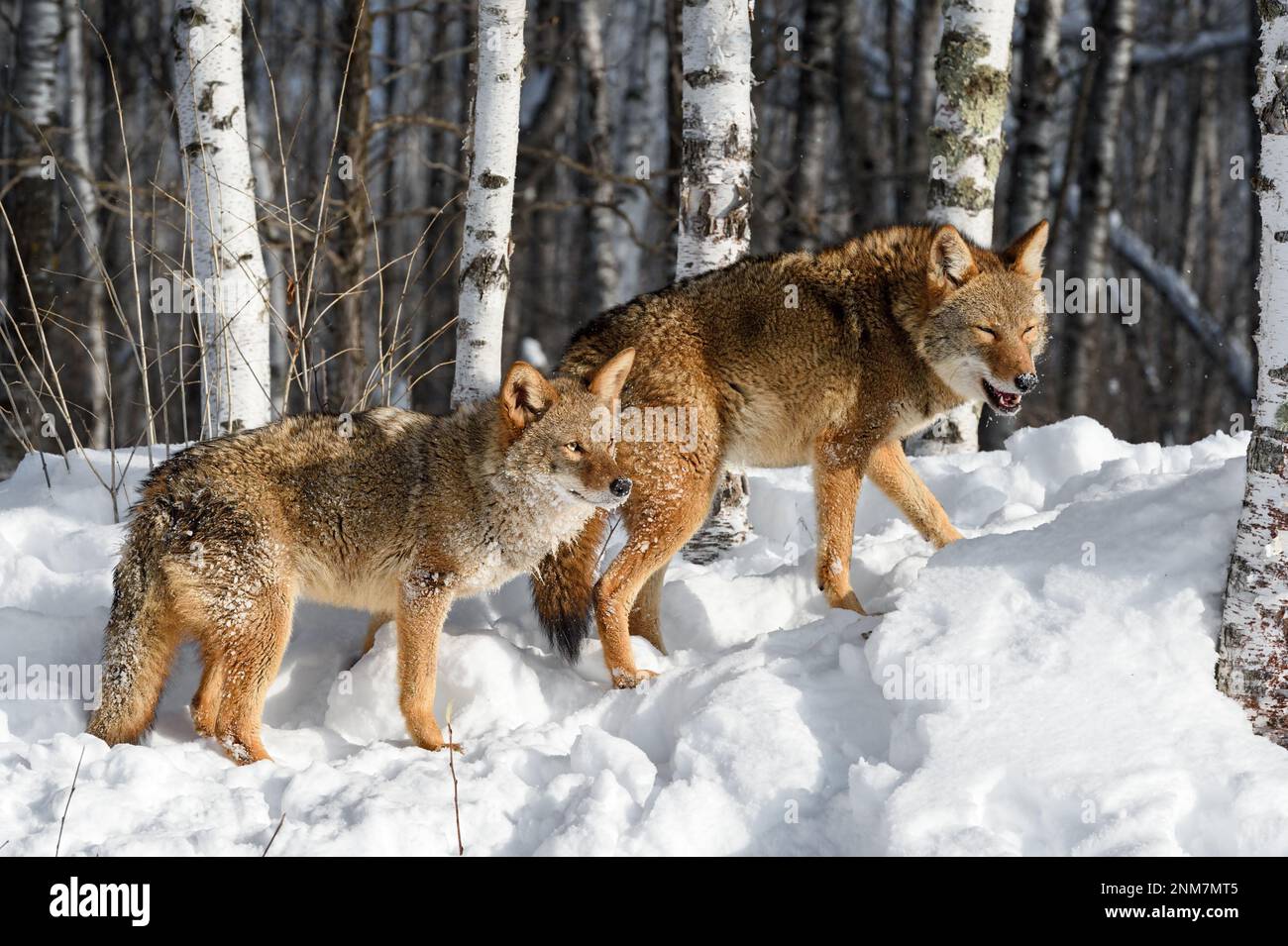 Two Coyotes (Canis latrans) Stand on Embankment to Woods Winter - captive animals Stock Photo