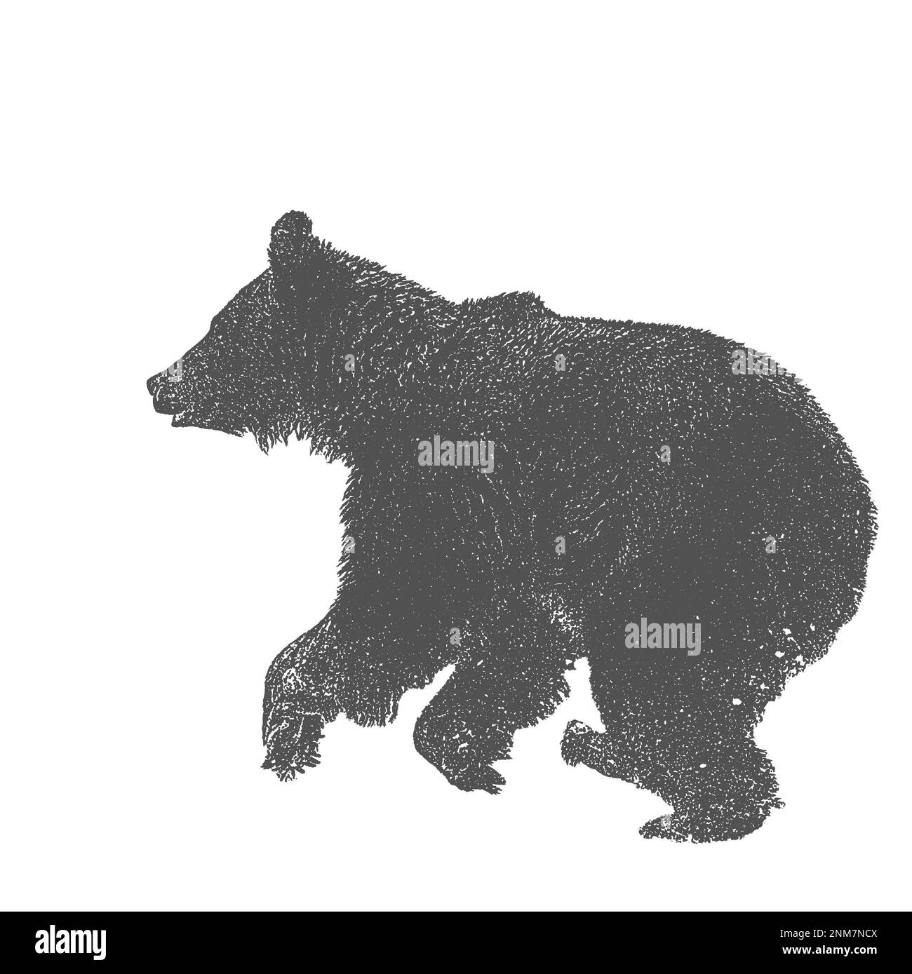 Silhouette of a running brown bear on a white background Stock Photo