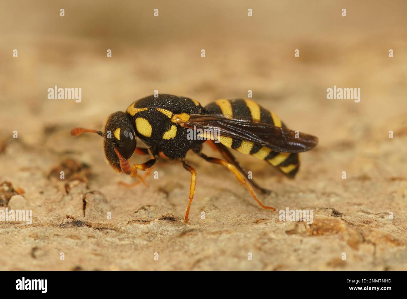 Detailed closeup on a colorful , unique pollen collecting small wasp, Celonites abbreviatus from Gard, France Stock Photo