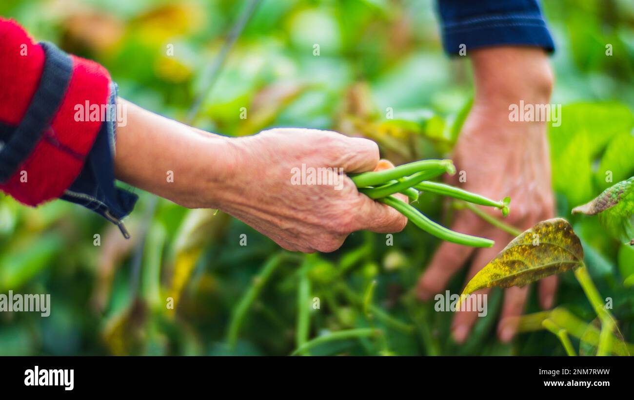 Farmer&rsquo;s hands harvest crop of bean in the garden. Plantation work 