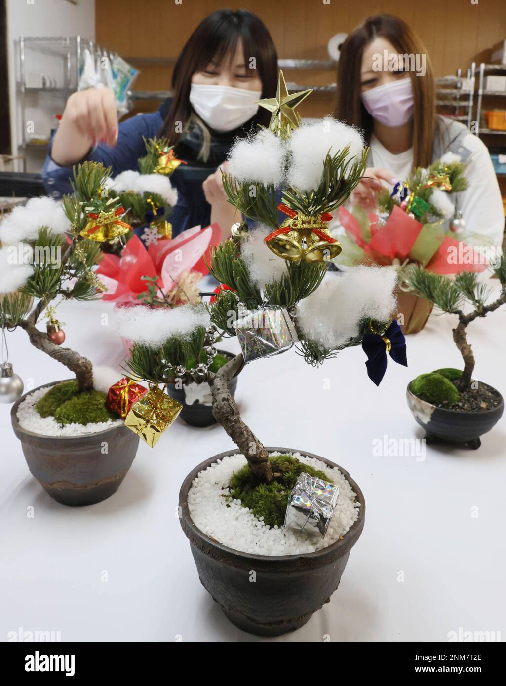 Workers of horiculture company decorate Christmas ornament on Japanese  white pine bonsai trees in Takamatsu, Kagawa Prefecture on Dec. 1st, 2021.  The bonsai Christmas trees are getting more popular as the holy