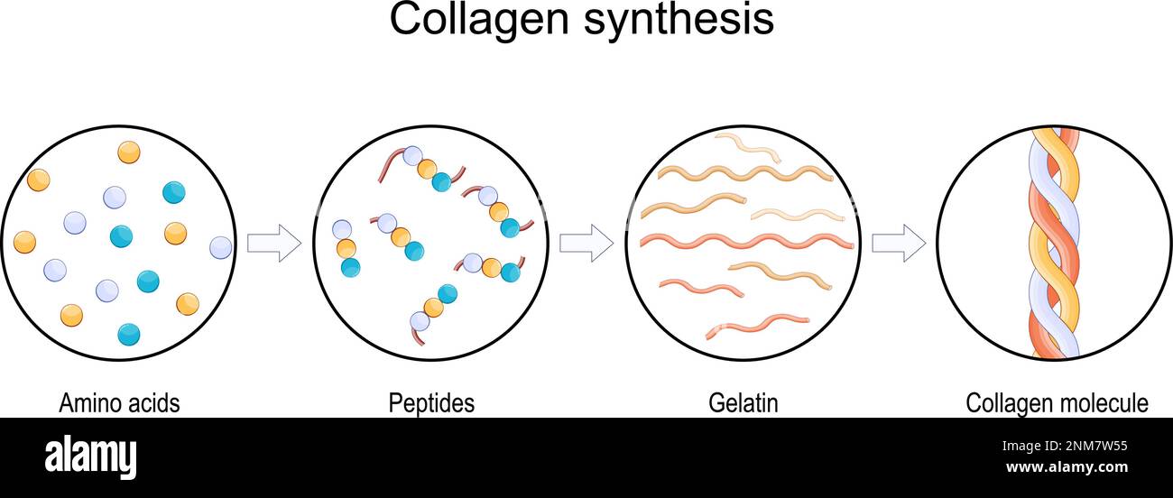 what is collagen synthesis. From Amino acids and Peptides, to Gelatin and Collagen molecule. Anti-aging therapy. Anti aging medicine. vector Stock Vector