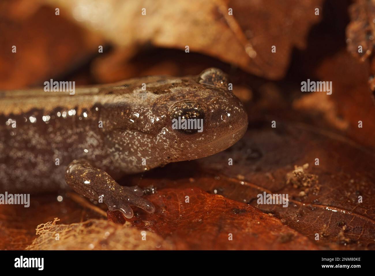 Natural closeup of the Russian Siberian salamander, salamandrella keyserlingii sitting on the forest floor Stock Photo
