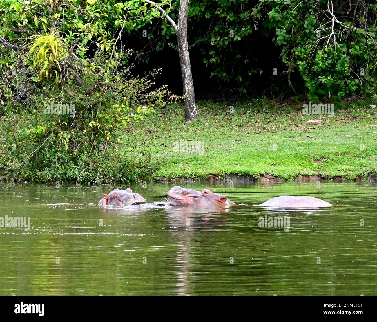 Feral hippos bathe in a lake Hacienda Nápoles, a giant theme park