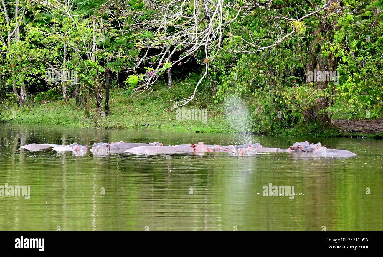 Feral hippos bathe in a lake Hacienda Nápoles, a giant theme park