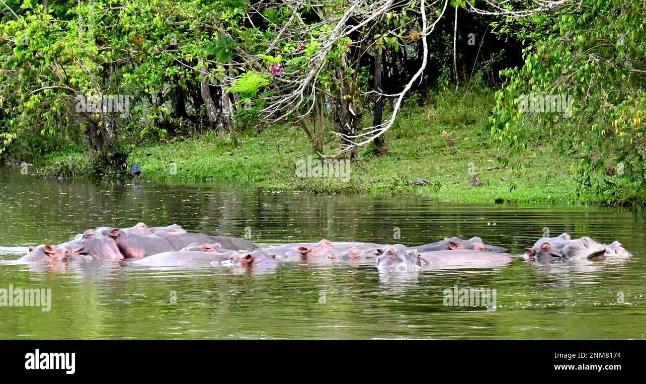 Feral hippos bathe in a lake Hacienda Nápoles, a giant theme park