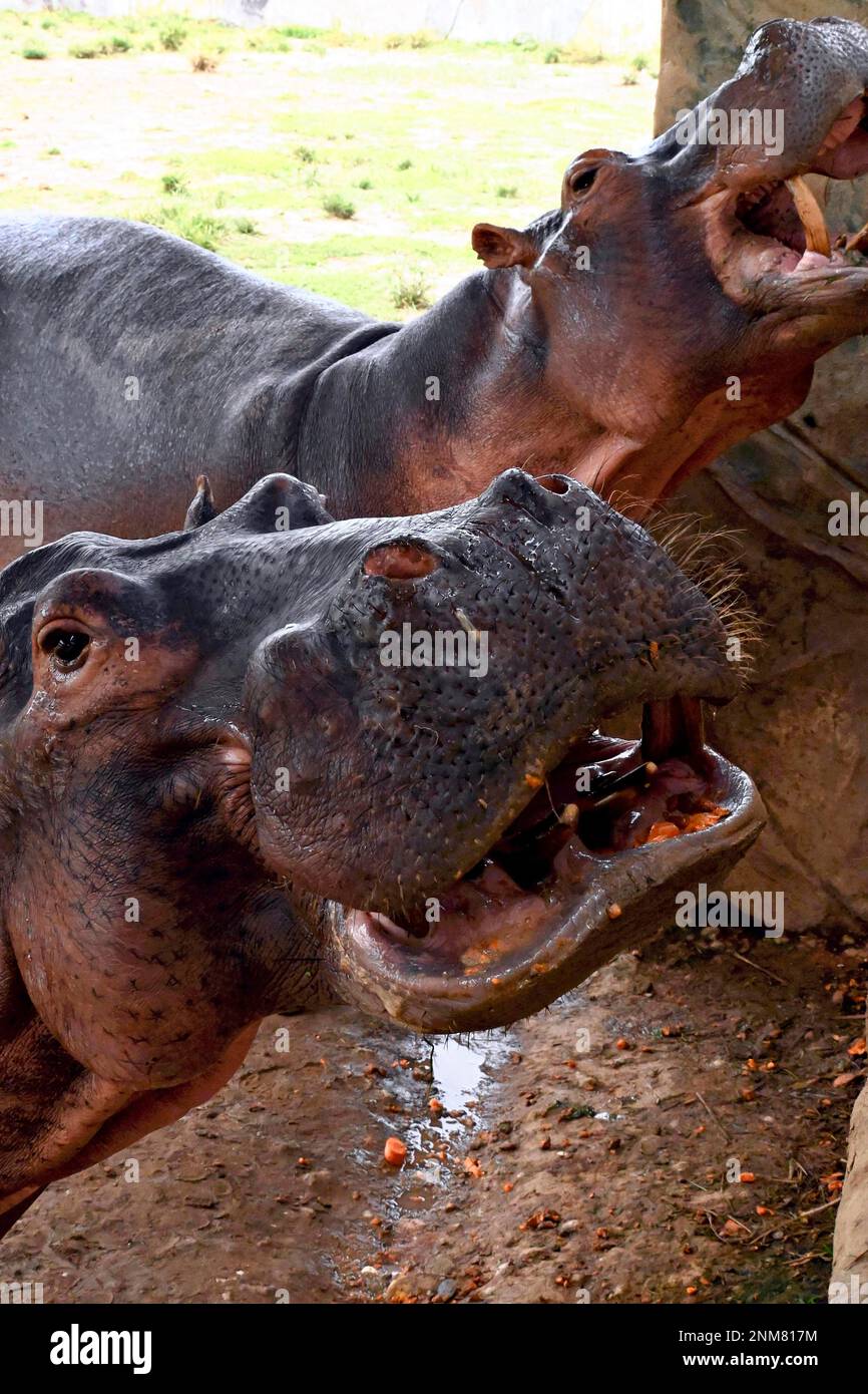Injured hippos are temporarily resuced for medical treatment at a zoo