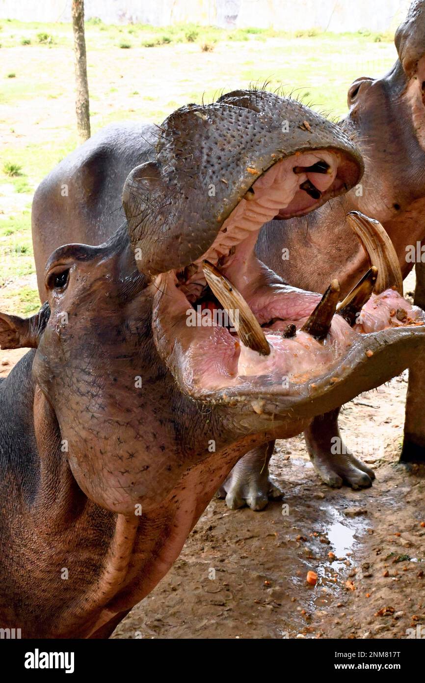 An injured hippo is temporarily resuced for medical treatment at a zoo
