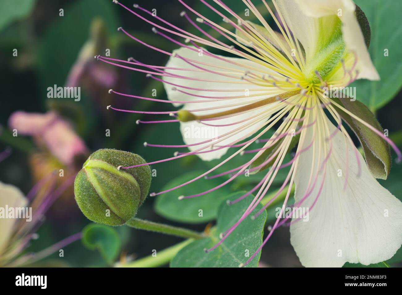 Detail of a beautiful caper flower (Capparis spinosa) with long stamens in the field Stock Photo