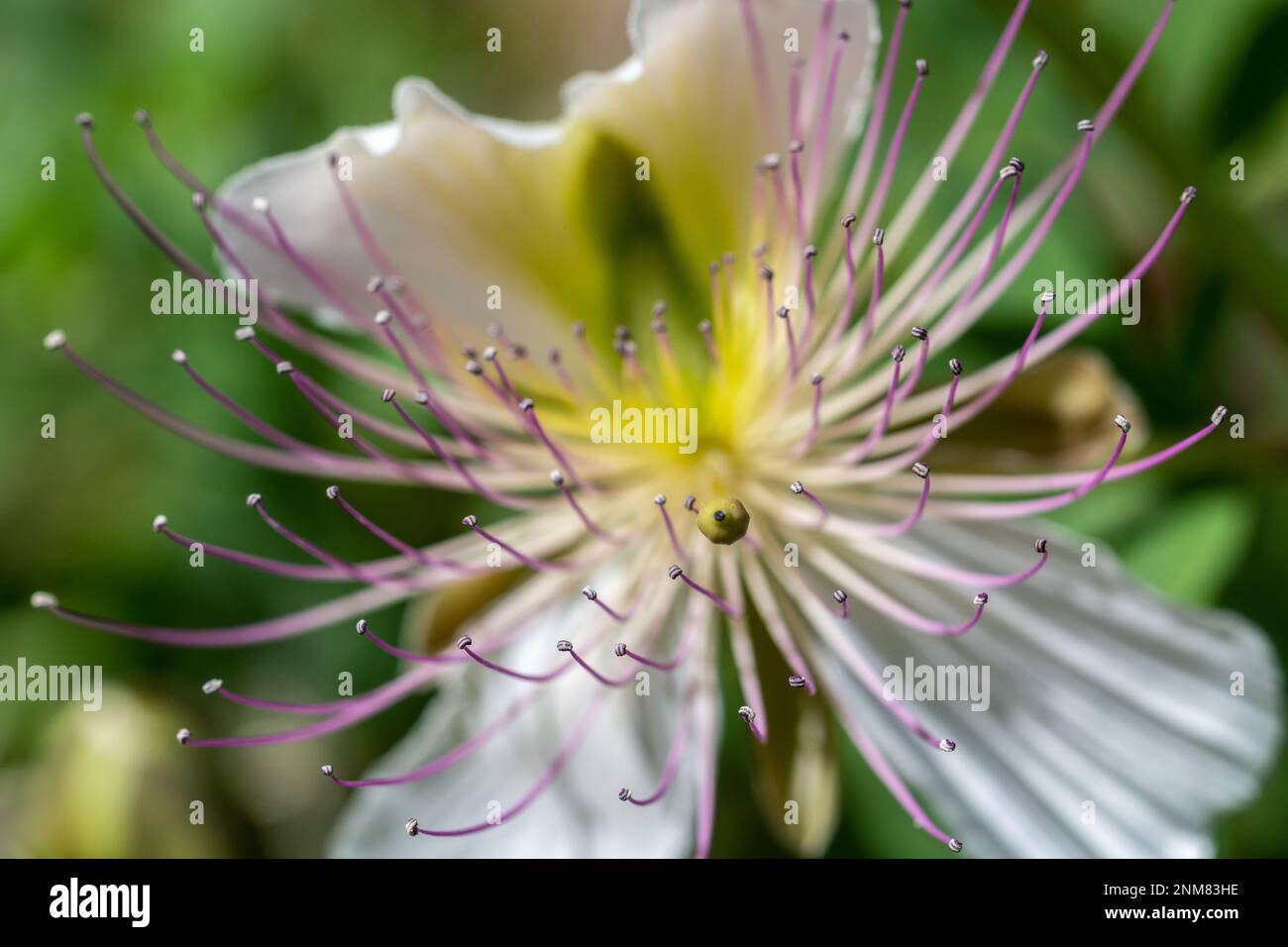 Detail of a beautiful caper flower (Capparis spinosa) with long stamens in the field Stock Photo