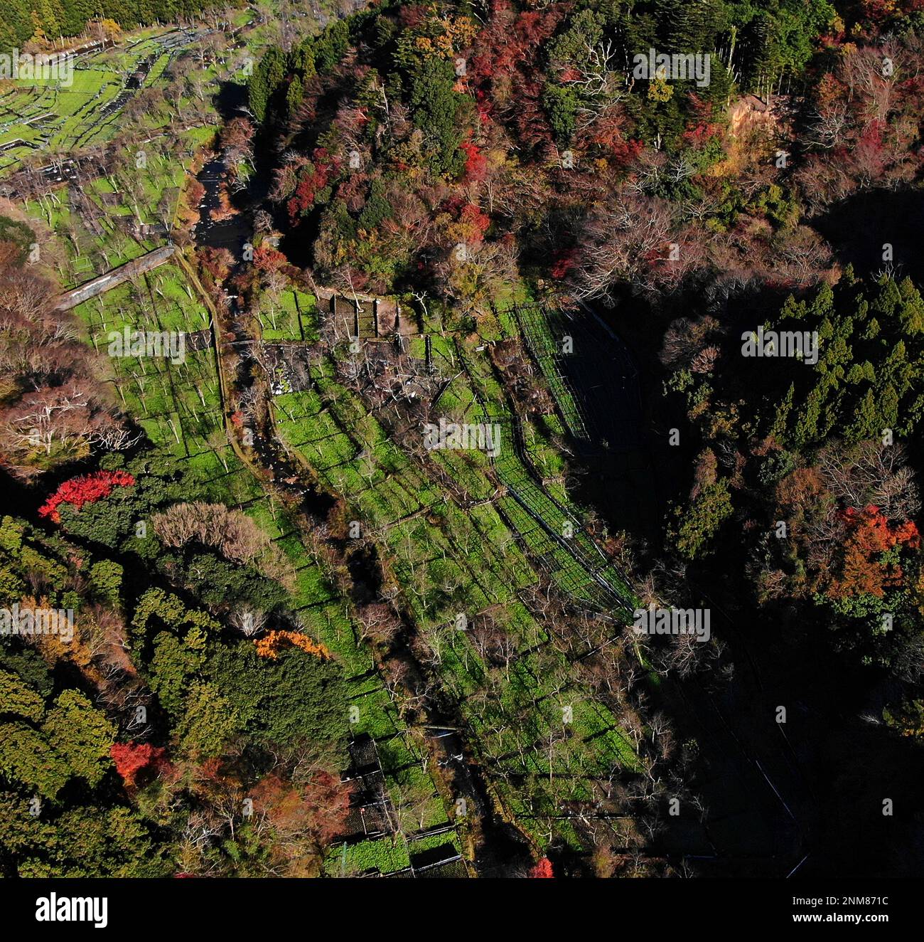 A photo shows the wasabi field near the autumnal trees in Izu City