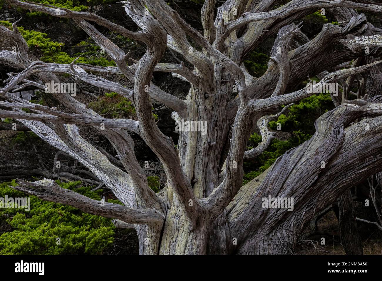 Monterey Cypress, Hesperocyparis macrocarpa, at Point Lobos State Natural Reserve, California, USA Stock Photo