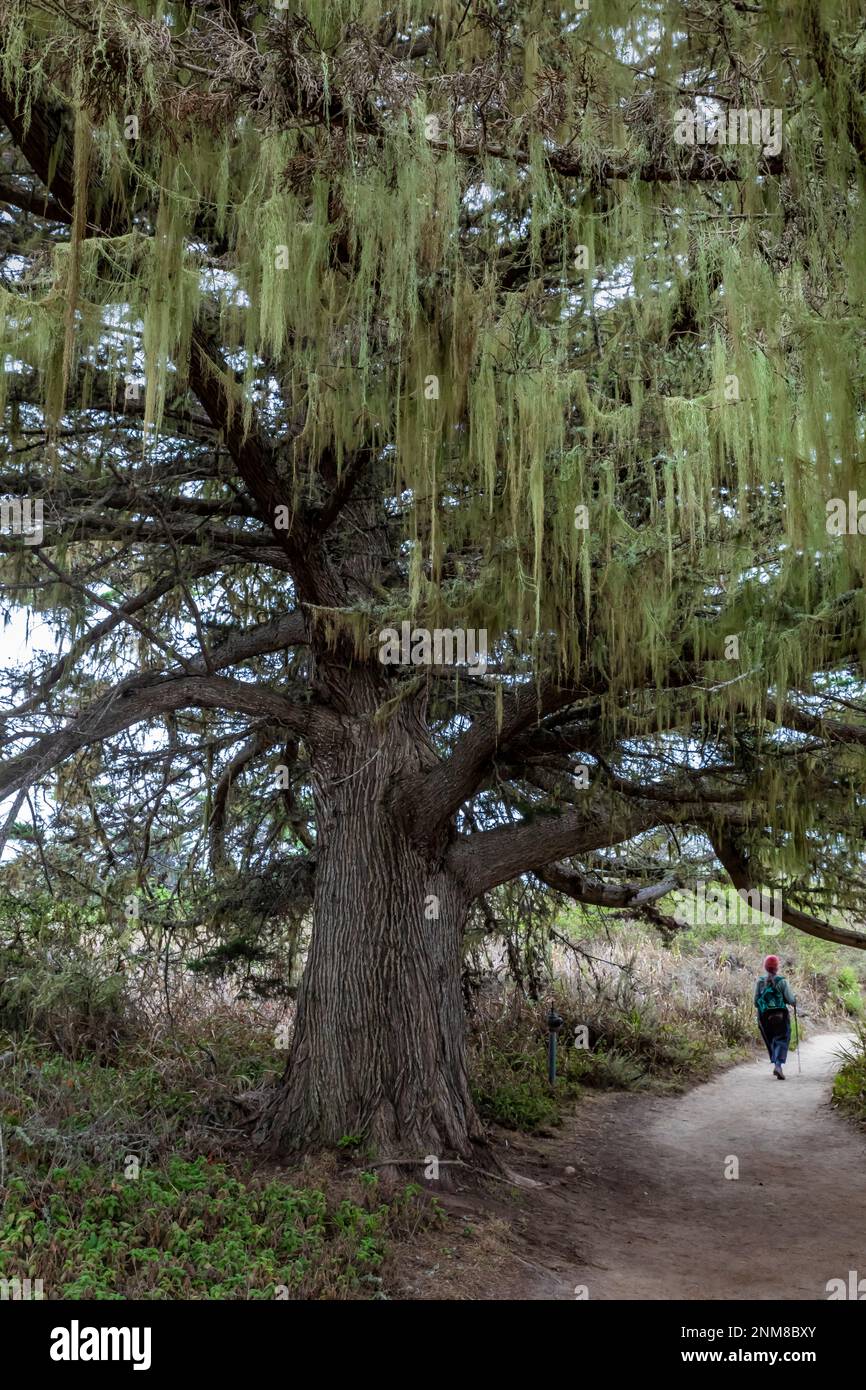Lace Lichen, Ramalina menziesii, hanging from a big tree at Point Lobos State Natural Reserve, California, USA Stock Photo