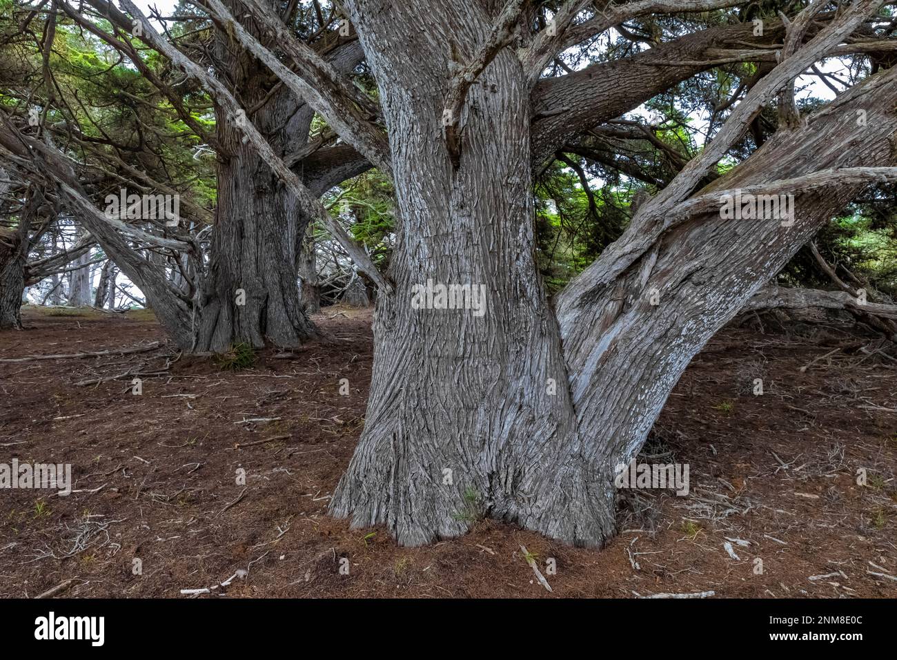 Monterey Cypress, Hesperocyparis macrocarpa, at Point Lobos State Natural Reserve, California, USA Stock Photo