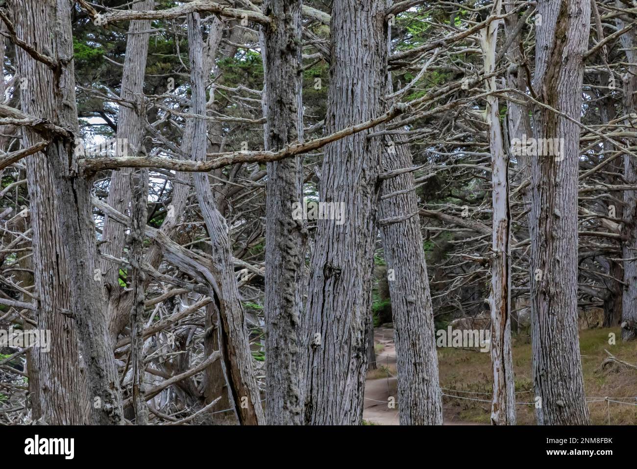 Monterey Cypress, Hesperocyparis macrocarpa, forest at Point Lobos State Natural Reserve, California, USA Stock Photo